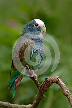 Green and grey parrot, White-crowned Pionus, White-capped Parrot, Pionus senilis, in Costa Rica. Lave on the tree. Parrots courtsh photo