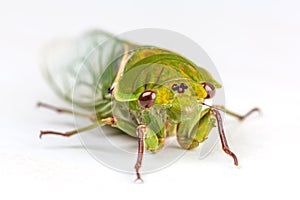 The Green Grocer Cicada isolated on white