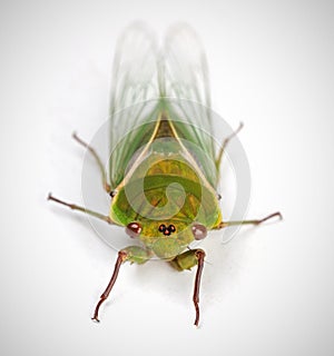 The Green Grocer Cicada isolated on white