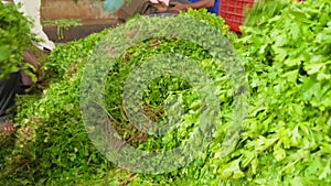 A green grocer mans shop people piking up coriander at a market stall asian man in the local vegetable market buying veges India