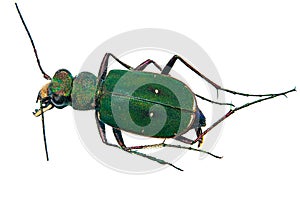 Green ground beetle close-up on a white background