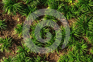 Green ground cover plants, Top view of the delicate flowers that are planted in new soil