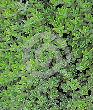 Green groundcover