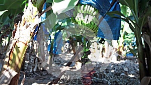 Green growing bunch of bananas with plastic wrapping on plantation near to Paphos, Cyprus.  Plastic wrapping is for one level temp