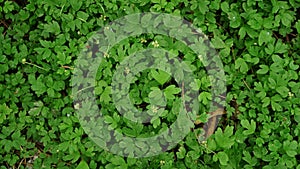 Green growing clovers and other small plants top view graphic texture template