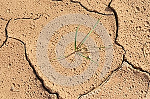 Green grass plant thrive in muddy desert ground after rain , cracked land