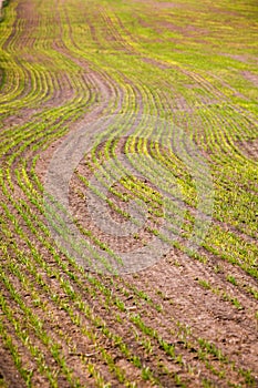 Green growing grain early in spring