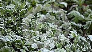 Green growing grass all in frost, morning frost