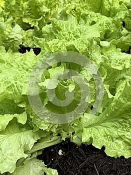 Green and Growing Lettuce