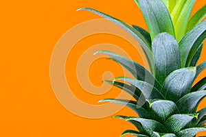 Green growing pineapple top crown on orange background with copy space