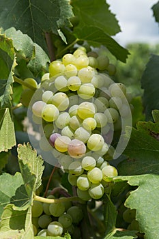 Green Growing Riping Grapes on the Vine