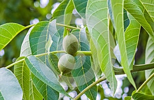 Green growing walnuts on a branch