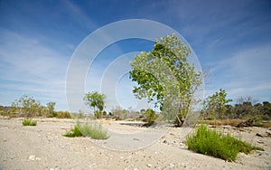 Green Growth in Desert