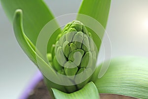 Green growth of the hyacinth flower. Macro shooting. Green natur