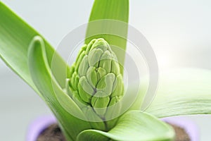 Green growth of the hyacinth flower. Macro shooting. Green natur