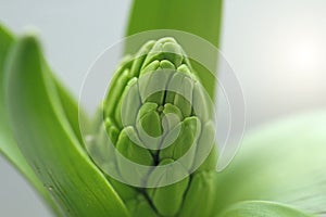 Green growth of the hyacinth flower. Macro shooting. Green natur