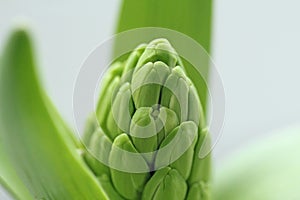 Green growth of the hyacinth flower. Macro shooting. Green natur