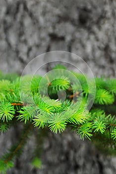 Green Growth Pine Tree Limb and Trunk