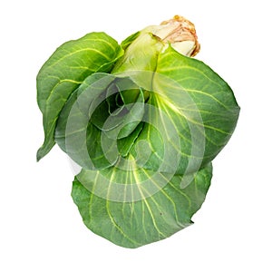 Green grumolo chicory