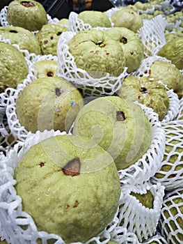 green guava fruit wrapped in foam netting.