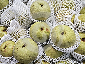 green guava fruit wrapped in foam netting.