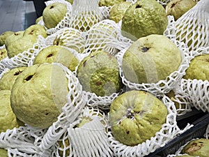 green guava fruit wrapped in foam netting.