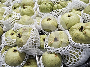 green guava fruit wrapped in foam netting.