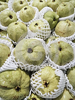 green guava fruit wrapped in foam netting.