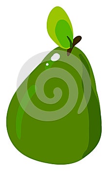 Green guava, illustration, vector photo