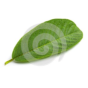 Green Guava leaf isolated over white background