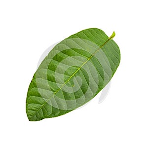 Green Guava leaf isolated over white background