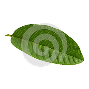 Green Guava leaf isolated over white background