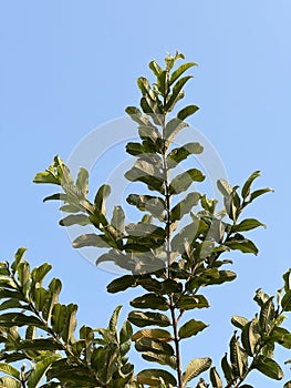green guava leaf on the tree in summer