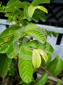 Green Guava Leaves