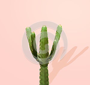 Green gymnocalycium cactus isolated on pastel pink background