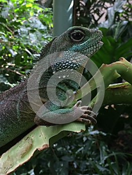 Green Hagedis Lizard on a leave