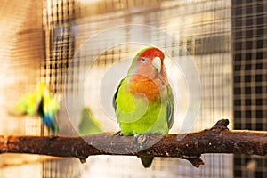 A green-haired parrot sits in a cage and looks into the camera. Agapornis roseicollis Viellot, Psittacidae