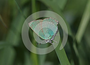 Green Hairstreak