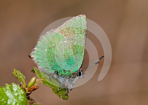 Green Hairstreak butterfly (Callophrys rubi)