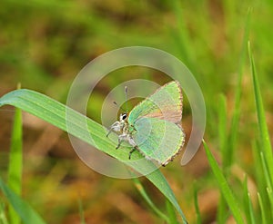 Green Hairstreak butterfly - Callophrys rubi. Oeiras, Portugal.