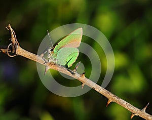 Green Hairstreak butterfly - Callophrys rubi. Oeiras, Portugal.