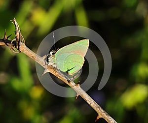 Green Hairstreak butterfly - Callophrys rubi. Oeiras, Portugal.