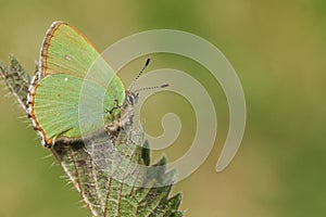 A Green Hairstreak Butterfly Callophrys rubi perched on a leaf.