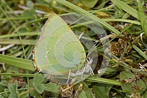 Green Hairstreak - Callophrys rubi