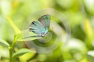 Green Hairstreak - Callophrys rubi - macro