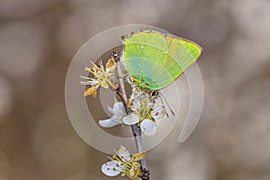 Green hairstreak, Callophrys rubi on white flower