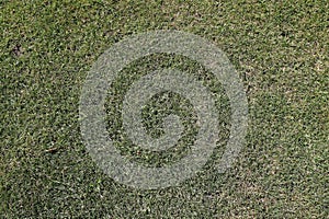 green half dry grass texture