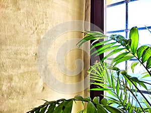 Green Hamedorea palm tree branch with leaves on windowsill in sunny day. A domestic plant. Frame, pattern, copy space on