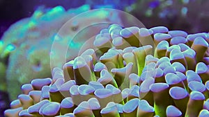 Green Hammer Coral Tentacles Moving in Ocean Current