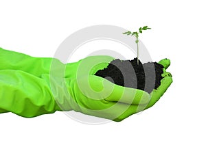 Green hands whith young plant